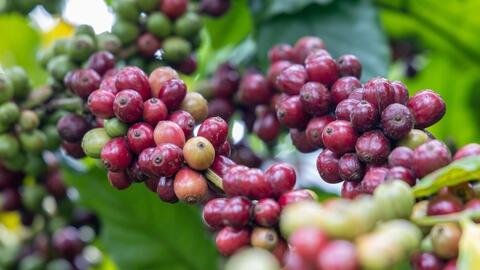 Giá cà phê thế giới nối đà tăng mạnh