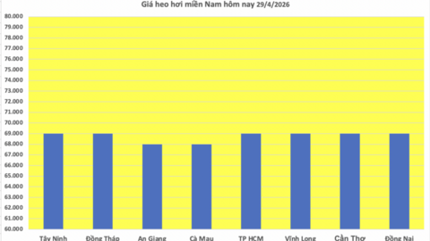 Giá heo hơi hôm nay 29/4/2026: Tiếp tục neo cao