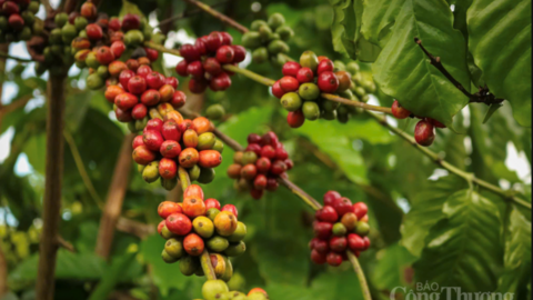 Giá cà phê hôm nay 29/4/2026: Đồng loạt giảm 1.000 đồng