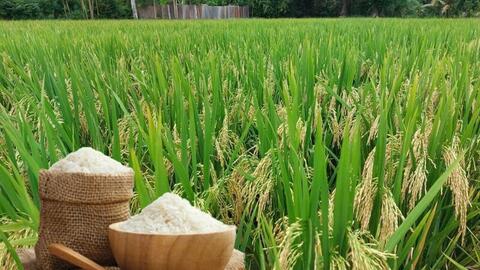 Giá lúa gạo hôm nay ngày 25/5/2026: Gạo xuất khẩu đảo chiều giảm nhẹ