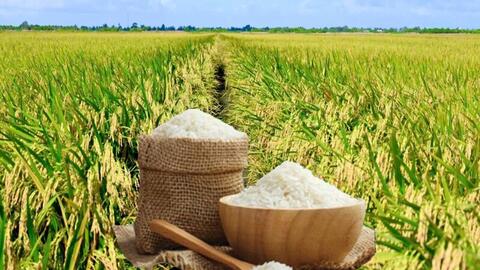 Giá lúa gạo hôm nay ngày 27/5/2026: Gạo thơm dẻo xuất khẩu neo cao