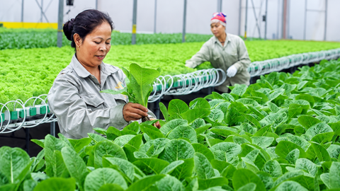 Bộ Tài chính đôn đốc triển khai Nghị định mới về tổ hợp tác