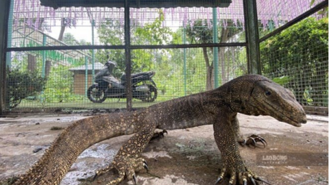 Khánh Hòa siết quản lý nhà hàng, tour du lịch liên quan động vật hoang dã