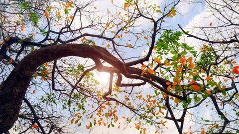 Dự báo thời tiết ngày 7/1: Bắc Bộ nắng ấm, sáng sớm có sương mù vài nơi