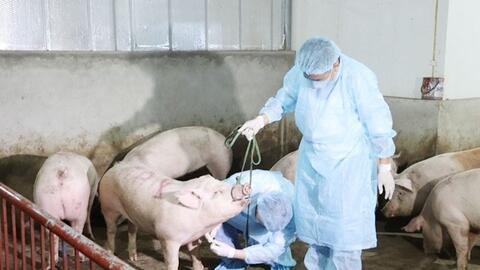 Yên Thành (Nghệ An): 13 xã, thị trấn xuất hiện dịch tả lợn châu Phi