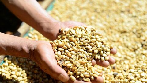 Giá cà phê hôm nay 14/8/2025: Tăng hơn 4.000 đồng/kg so với đầu tuần