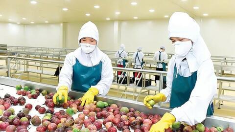 Chanh leo tăng trưởng thần tốc, lập kỷ lục xuất khẩu