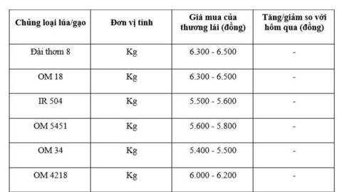 Giá lúa gạo hôm nay ngày 22/1/2026: Thị trường trầm lắng