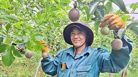 Gia Lai phát triển vùng nguyên liệu tỷ đô cho nông sản chủ lực