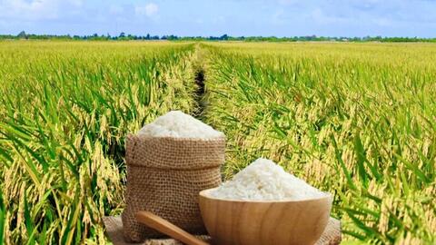 Giá lúa gạo hôm nay ngày 27/5/2026: Gạo thơm dẻo xuất khẩu neo cao