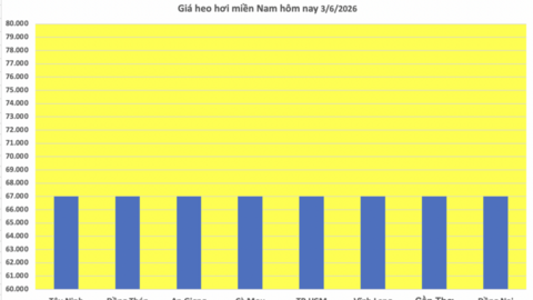 Giá heo hơi hôm nay 3/6/2026: Đi ngang trên cả nước