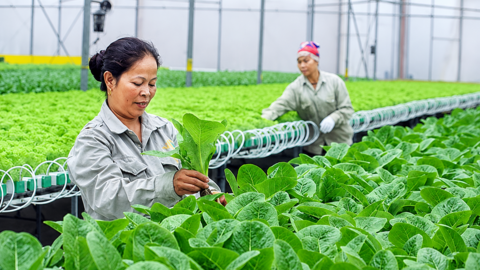 Bộ Tài chính đôn đốc triển khai Nghị định mới về tổ hợp tác