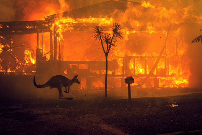 7 ngày qua ảnh: Kangaroo tìm cách đào thoát giữa cơn cháy rừng dữ dội ở Australia - Ảnh 5. 7 ngày qua ảnh: Kangaroo tìm cách đào thoát giữa cơn cháy rừng dữ dội ở Australia - Ảnh 5.