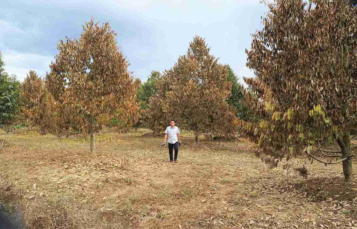 Cây trồng của người dân bị mưa lũ làm hư hỏng gây thiệt hại nặng. Ảnh: Phúc Khánh