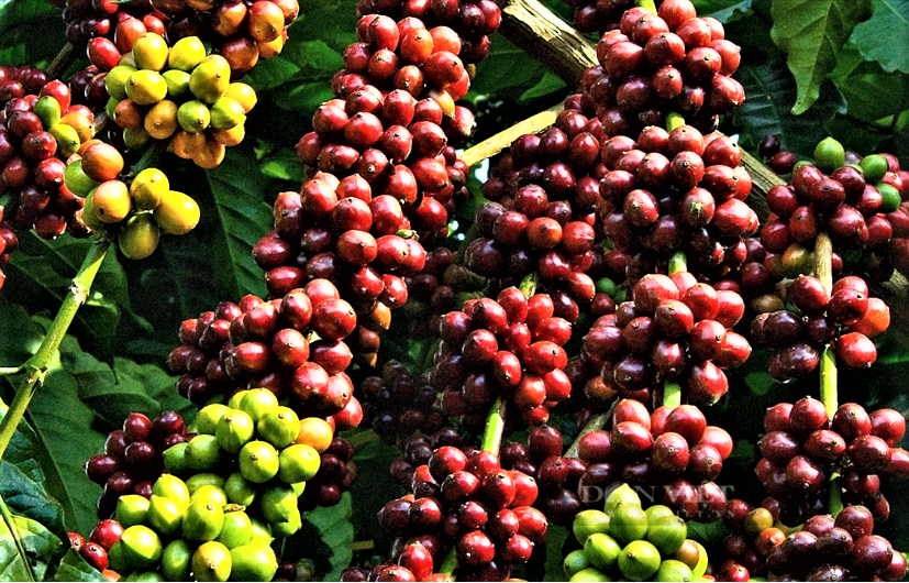 Xuất khẩu Đắk Lắk tăng 25,69%, xuất siêu 145 triệu USD tháng 01/2026