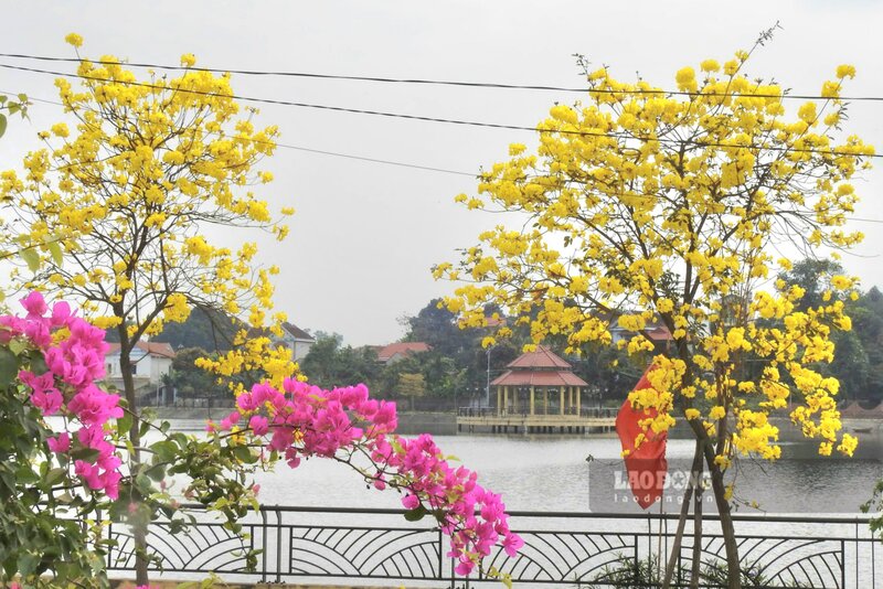 Hàng cây phong linh hoa nở rộ khiến không gian ven hồ bừng sáng. Ảnh: Tô Công
