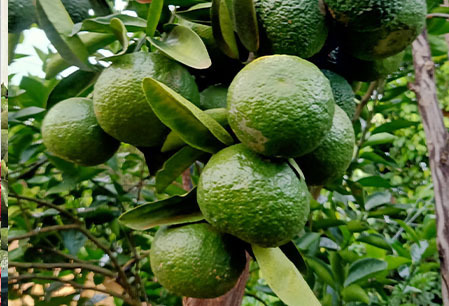 Giá cam sành tại Vĩnh Long đang ở mức 6.000-10.000 đồng/kg. Ảnh minh hoạ