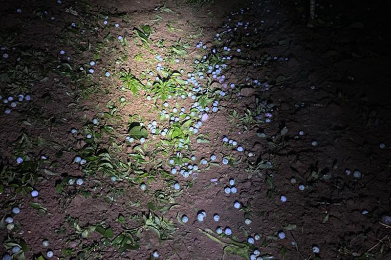 Mận rơi rụng sau trận mưa đá. Ảnh: NDCC