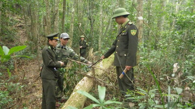 Lực lượng Kiểm lâm kiểm tra công tác bảo vệ rừng