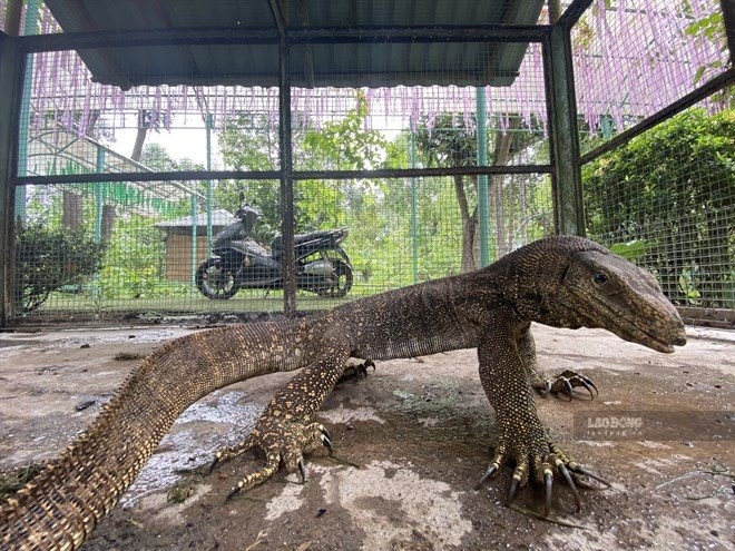 Khánh Hòa siết quản lý nhà hàng, tour du lịch liên quan động vật hoang dã