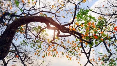 Dự báo thời tiết ngày 7/1: Bắc Bộ nắng ấm, sáng sớm có sương mù vài nơi