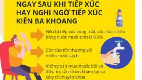 Hà Nội: Nhiều ca bệnh viêm da nặng do tiếp xúc với kiến ba khoang