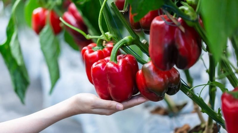 Loại quả vừa ngọt vừa hăng, lại là “vựa vitamin C” gấp 2-3 lần cam chanh, ví như "thuốc" hạ đường huyết hiệu quả: Chợ Việt mùa này bán nhiều