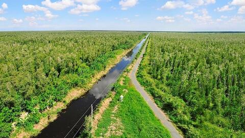 Việt Nam bán thành công tín chỉ carbon rừng, nhận về 51,5 triệu USD
