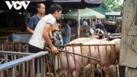 Giá lợn hơi được dự báo sẽ tăng trong dịp nghỉ lễ 30/4 - 1/5