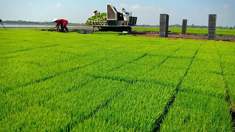 Long An được chuyển đổi hơn 47 ha đất trồng lúa làm khu tái định cư ở huyện Cần Giuộc