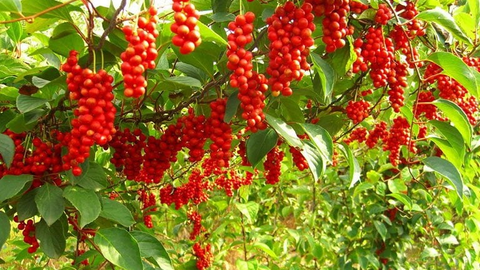 Việt Nam có 1 loại quả phơi khô là vị thuốc quý "chữa bách bệnh", hạ đường huyết, bổ gan thận, ổn định huyết áp