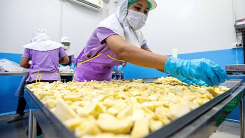 Giá sầu riêng tại Trung Quốc sắp có biến vì một động thái của Malaysia, ngôi vương của Thái Lan và Việt Nam liệu có bị lung lay?