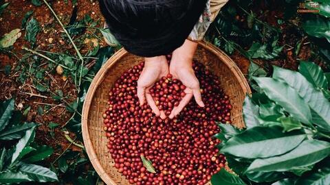 Xuất khẩu cà phê Robusta hưởng lợi nhờ thị trường thế giới biến động