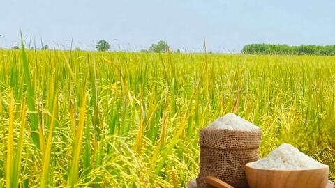 Giá lúa gạo hôm nay ngày 16/5: Lúa tươi đảo chiều giảm