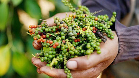 Giá tiêu hôm nay 4/7/2025: trong nước giảm mạnh