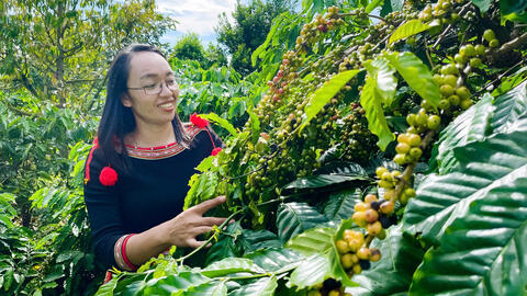Cà phê xanh, chìa khóa giảm nghèo bền vững vùng dân tộc thiểu số Đắk Lắk