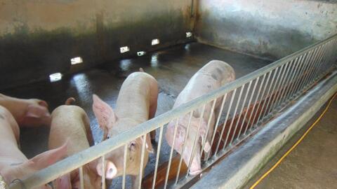 Giá heo hơi hôm nay, 25-10: Khu vực Tây Nam Bộ bất ngờ tăng giá