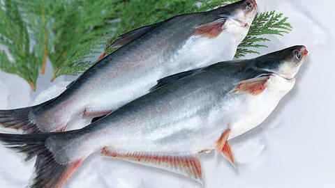 Giá cá tra lập ‘đỉnh’, dự báo xuất khẩu khởi sắc năm 2026