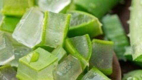 Uống nước ép lô hội thường xuyên, lợi ích và rủi ro cần biết