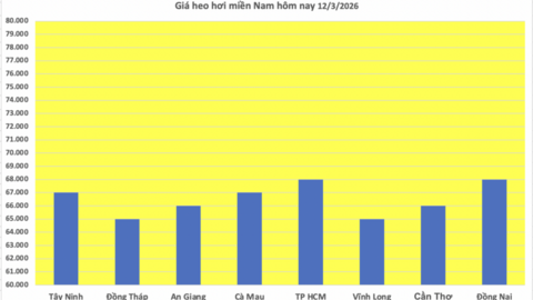 Giá heo hơi hôm nay 12/3/2026: Biến động trái chiều
