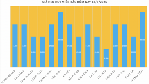 Giá heo hơi hôm nay 18/3/2026: Tăng diện rộng trên cả 3 miền