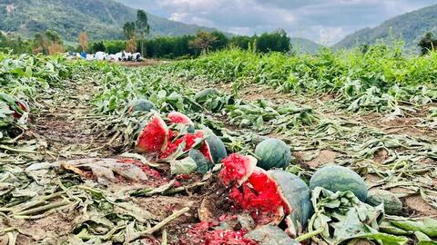 Dưa hấu Gia Lai 'được mùa mất giá', nông dân gồng mình bán lỗ