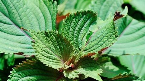 Uống nước lá tía tô với gừng: Lợi ích không ngờ mà các bà nội trợ nên biết