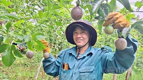 Gia Lai phát triển vùng nguyên liệu tỷ đô cho nông sản chủ lực