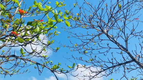 Cảm thụ văn học: 'Khi người ta trẻ' - Soi và tìm thấy chính mình