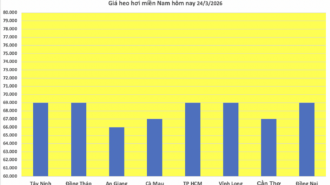 Giá heo hơi hôm nay 24/3/2026: Giảm diện rộng tại miền Bắc