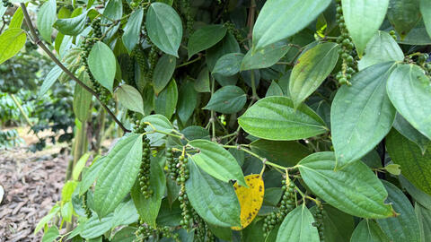 Giá tiêu hôm nay 24/3/2026: Giữ đà ổn định, cao nhất 136.000 đồng/kg