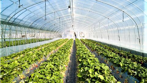 Lâm Đồng đột phá nông nghiệp công nghệ cao, hướng tới phát triển xanh bền vững