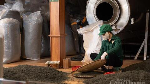 Bảo tồn và nâng tầm giá trị thương hiệu chè Tân Cương