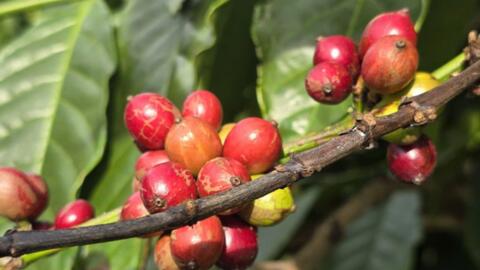 Giá cà phê Arabica vượt 7.000 USD/tấn, áp lực nguồn cung chưa hạ nhiệt